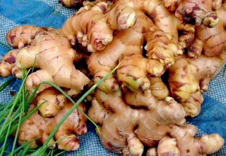 Zencefilin faydaları nelerdir? Zencefil ne işe yarar?