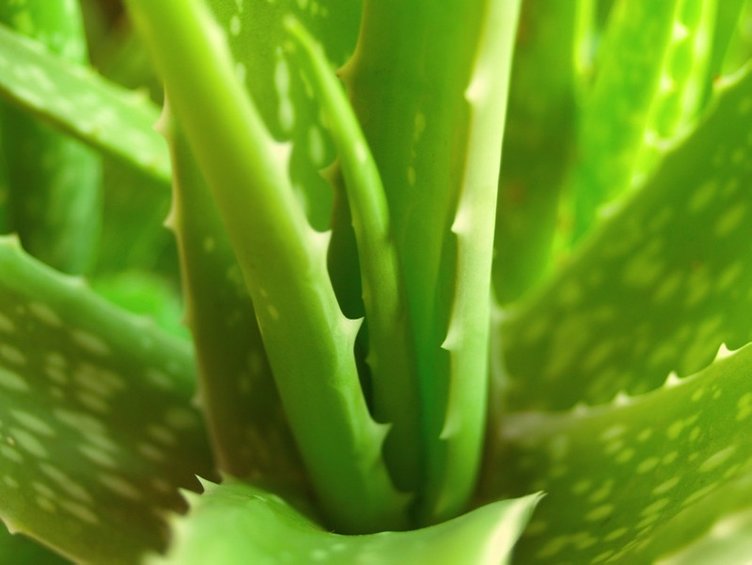 Şifası gibi adı da dikkat çekici! İşte sarısabırın faydaları