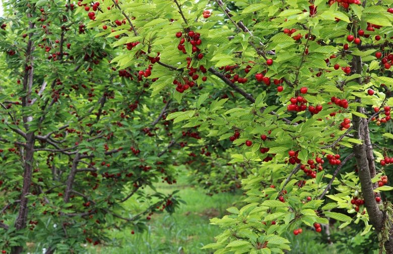 İzmir ve Manisa’da yılda 160 bin ton üretiliyor! Napolyon kirazında ihracat hızlı başladı