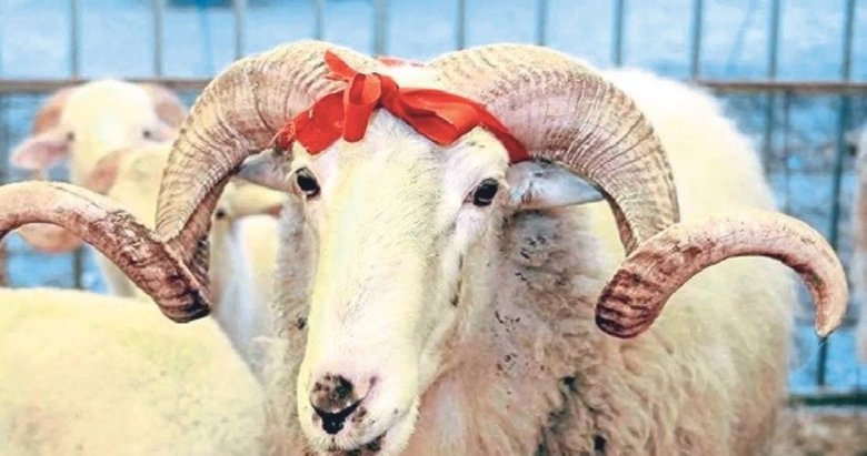 Vekalet yoluyla kurban kesim bedelleri belirlendi