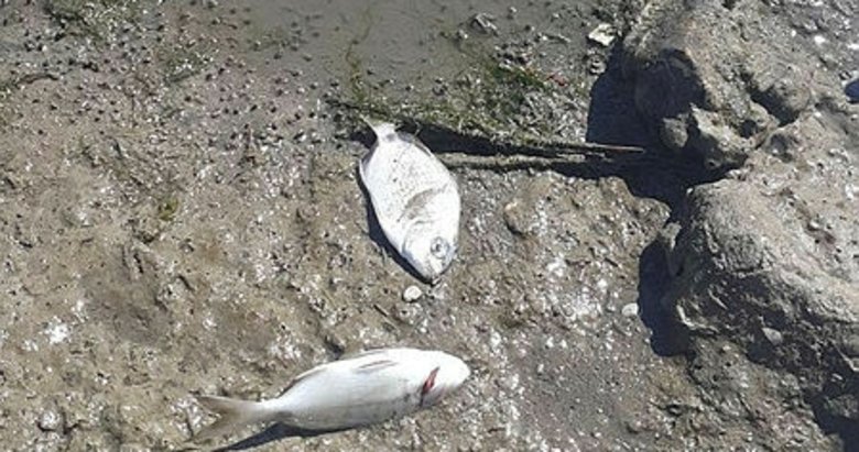 Kocagöl’deki balık ölümleri endişe yarattı