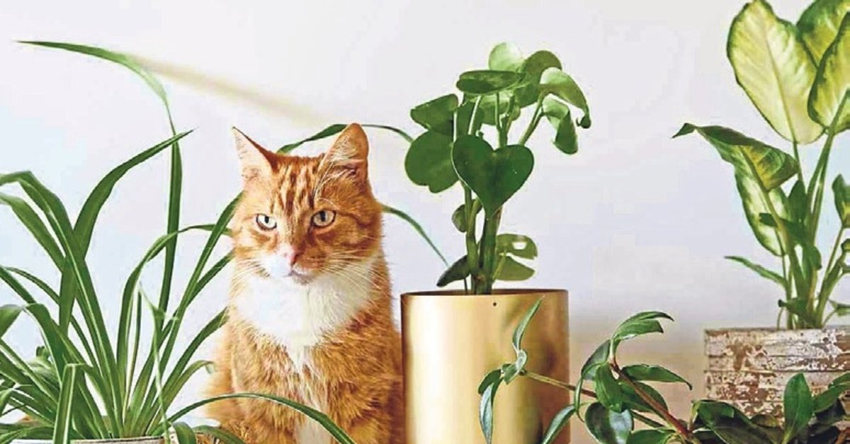 Patili dostların dostu olmayan ev bitkileri