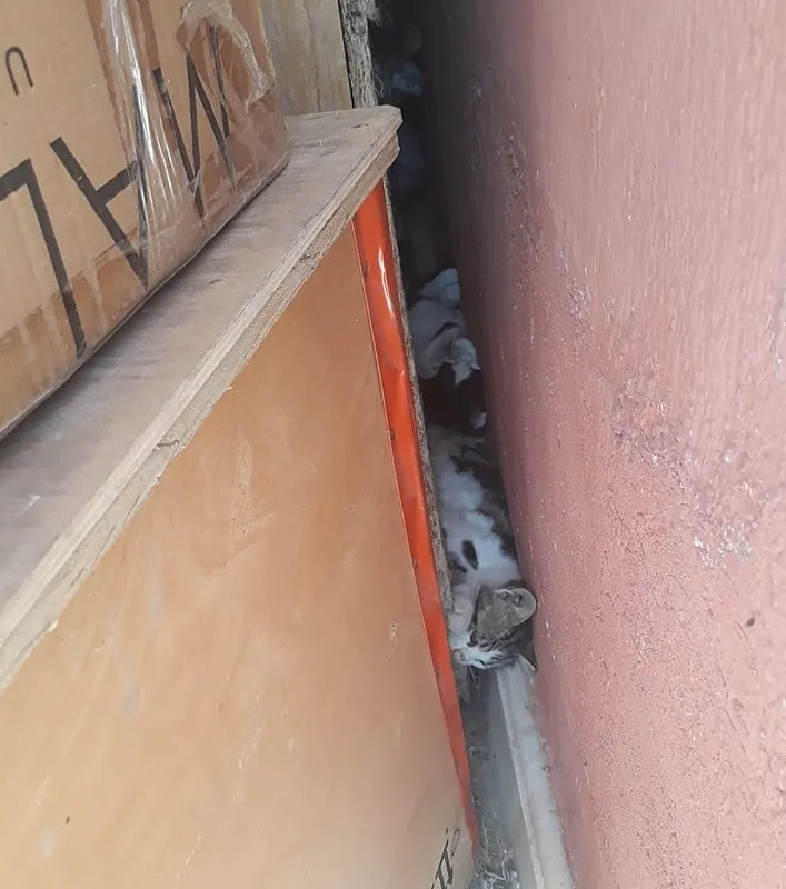 Denizli’de korkunç olay: 6 hayvan ölü bulundu: Bu yemleri yedikten sonra öldüler