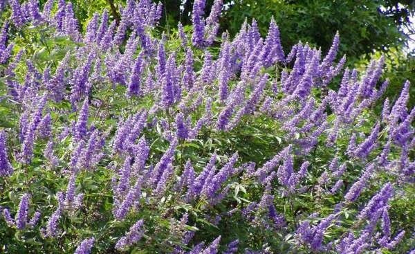 Hayıt otu nedir? Hayıt otunun faydaları nelerdir? Hayıt otu ne işe yarar?