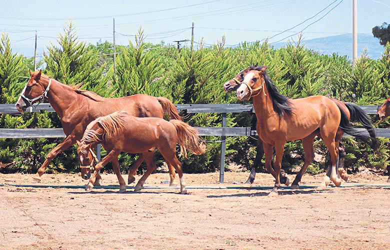 Atlar büyük boy anne gibidir, vazgeçemezsiniz