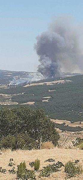 Bir yangın da Denizli’de! Tüm halk seferber oldu