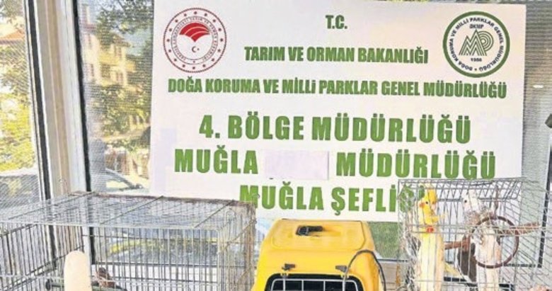 CİMER’e yapılan ihbar, hayvan kaçakçılığını ortaya çıkardı