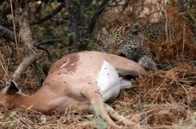 Leopar avının hamile olduğunu anlayınca bakın ne yaptı? Gören dondu kaldı