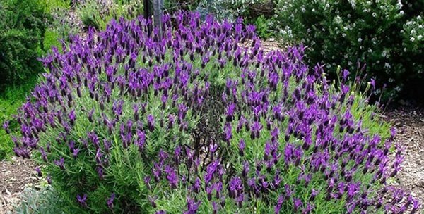 Karabaş otu neye iyi gelir? Faydaları nelerdir?