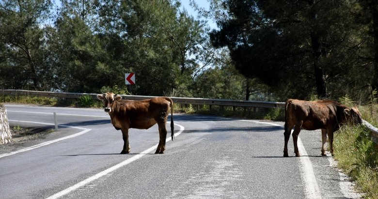 Muğla’da inekler karayoluna indi: Sokaklar hayvanlara kaldı
