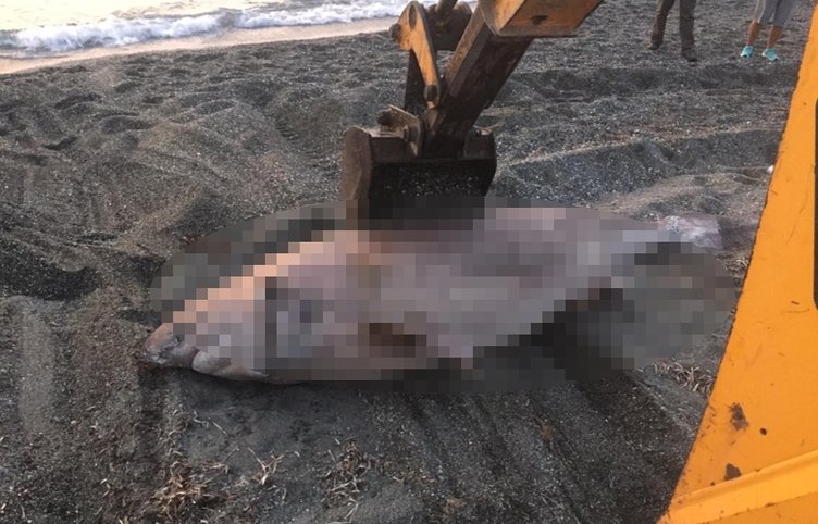 İzmir Seferihisar’da sahilde şok eden görüntü! Yarım tonluk 3 metre uzunluğundaki köpek balığı karaya vurdu