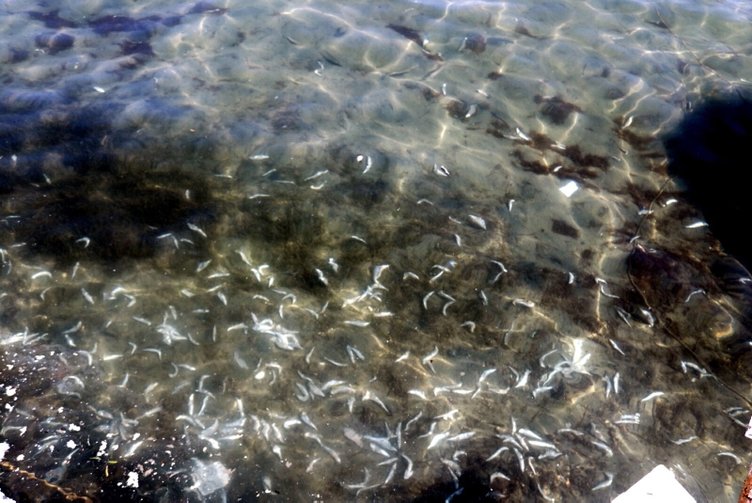 Müsilaj tekrar mı geliyor? Foça’daki deniz kirliliği endişelendirdi!