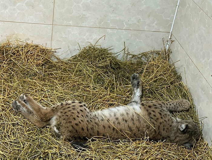 Tüfekle vurulmuş halde bulunan vaşak telef oldu