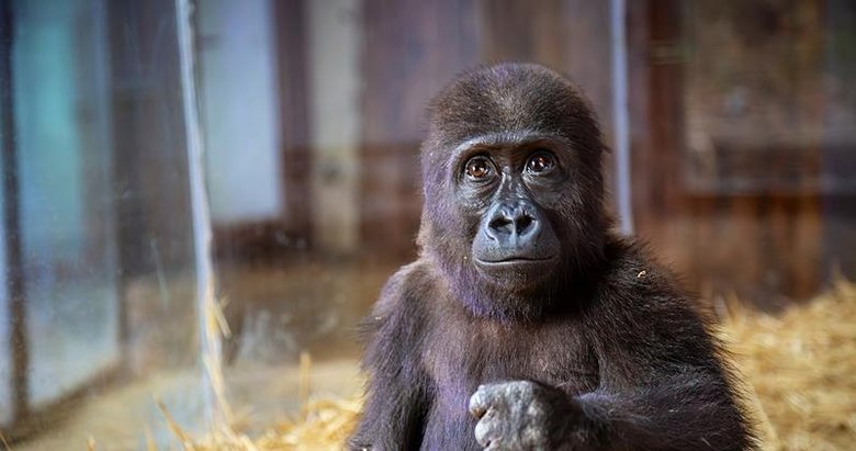 İstanbul Havalimanı’nda bulunmuştu! Bakanlık anket paylaştı: Yavru goril için 4 isim önerisi