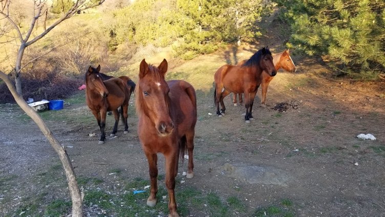 Manisa Spil Dağı’nda yılkı atları araçların etrafını sardı
