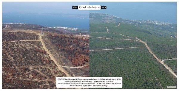 Yanan ormanlar küllerinden yeniden doğdu! 5 milyondan fazla ağaç dikildi