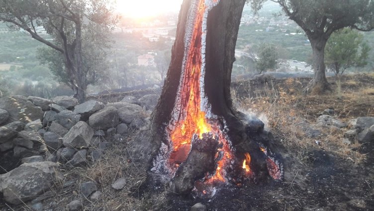 İzmir’de korkutan yangın! Zeytin ağaçları kül oldu