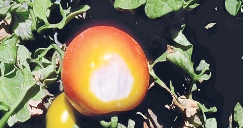 Aydın’da sıcak havalar tarımsal üretimi vurdu