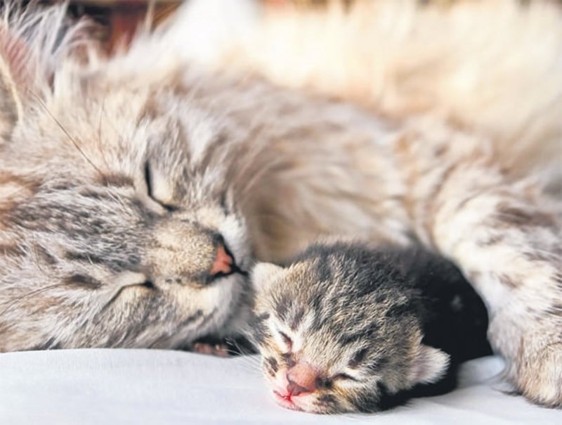 anne kedi yuvasini ve yavrularini nasil