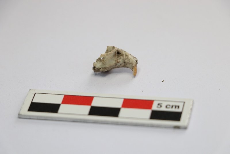 2 bin 600 yıllık Lidya mutfağından fare kafatası çıktı