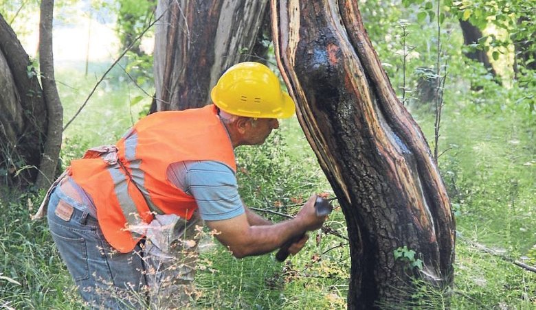 Kleopatra’nın aşk iksiri sığla yağı