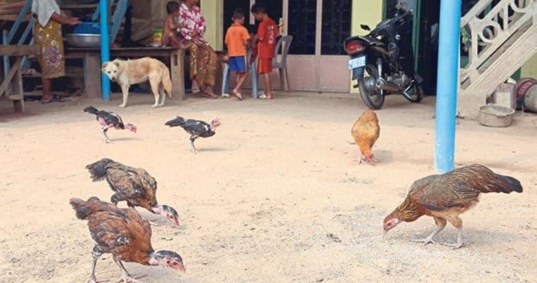Kamboçya’da 9 yıl sonra kuş gribinden ilk ölüm