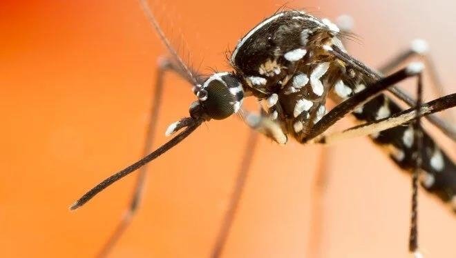 Yeni tehlikenin adı: Asya kaplan sivrisineği! Ege ve Akdeniz'de yayılıyor