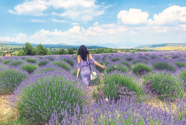 Türkiye’nin çiçek tarlaları
