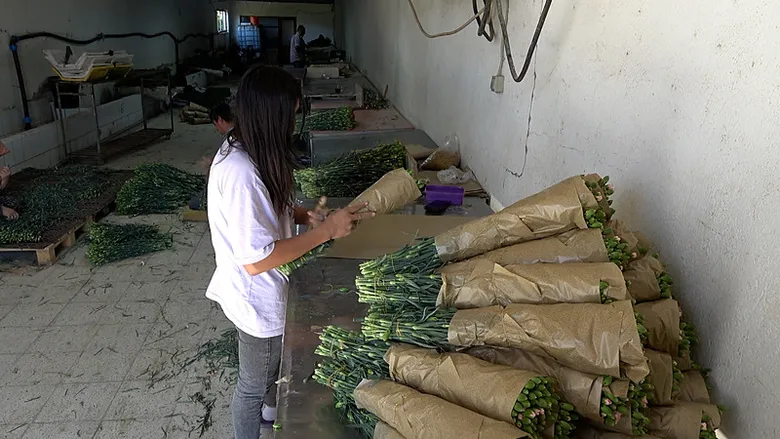 bu-karanfiller-avrupaya-gidecek-2-bin-donumde-hasat-basladi-hedef-250-milyon-dal-1788870786541.png