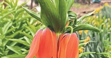 Simav’da Ağlayan Gelin mevsimi