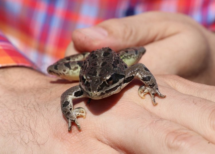 Nesli tehlike altında olan Tavas kurbağası için seferberlik ilan edildi