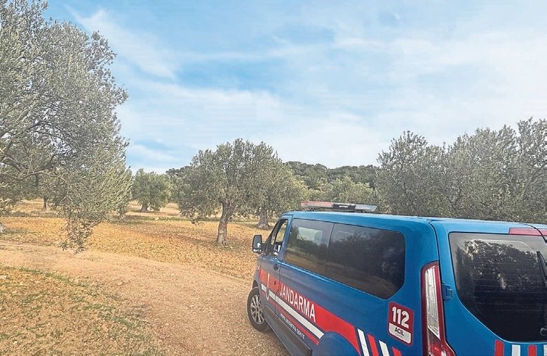 Aliağa’da zeytin hasadı başladı