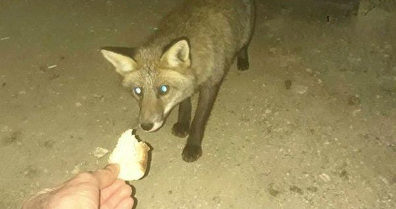 Yürek ısıtan dostluk! Geceleri iş yerine gelen tilkileri eliyle besliyor