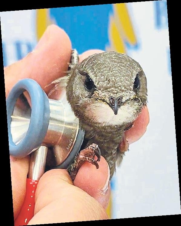 Doğa kuşları, kuş veterineri Burak Uçar’ın kanatları altında