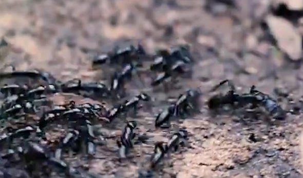 Karıncaların bu görüntüsü şaşkınlık yarattı!