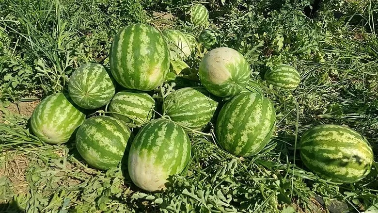 aydinda-bu-karpuzu-yiyen-bir-daha-vazgecemiyor-torenle-hasadina-baslandi-1784204530833.jpeg