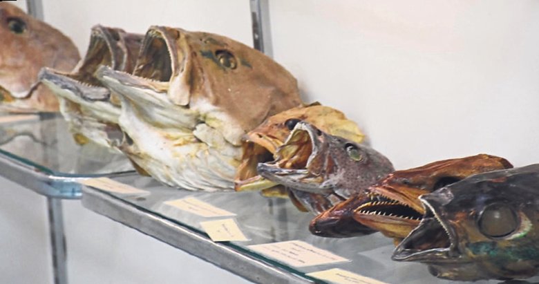 Tatilde deniz canlılarıyla tanışın