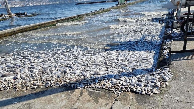 Deniz patlıcanı İzmir Körfezi’ndeki kirliliğe çözüm olabilir mi? Yılda 3,5 kilo deniz tabanı materyalini tüketiyor