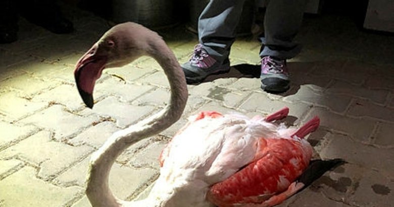 Çanakkale’de yorgun düşen flamingo tedavi altına alındı