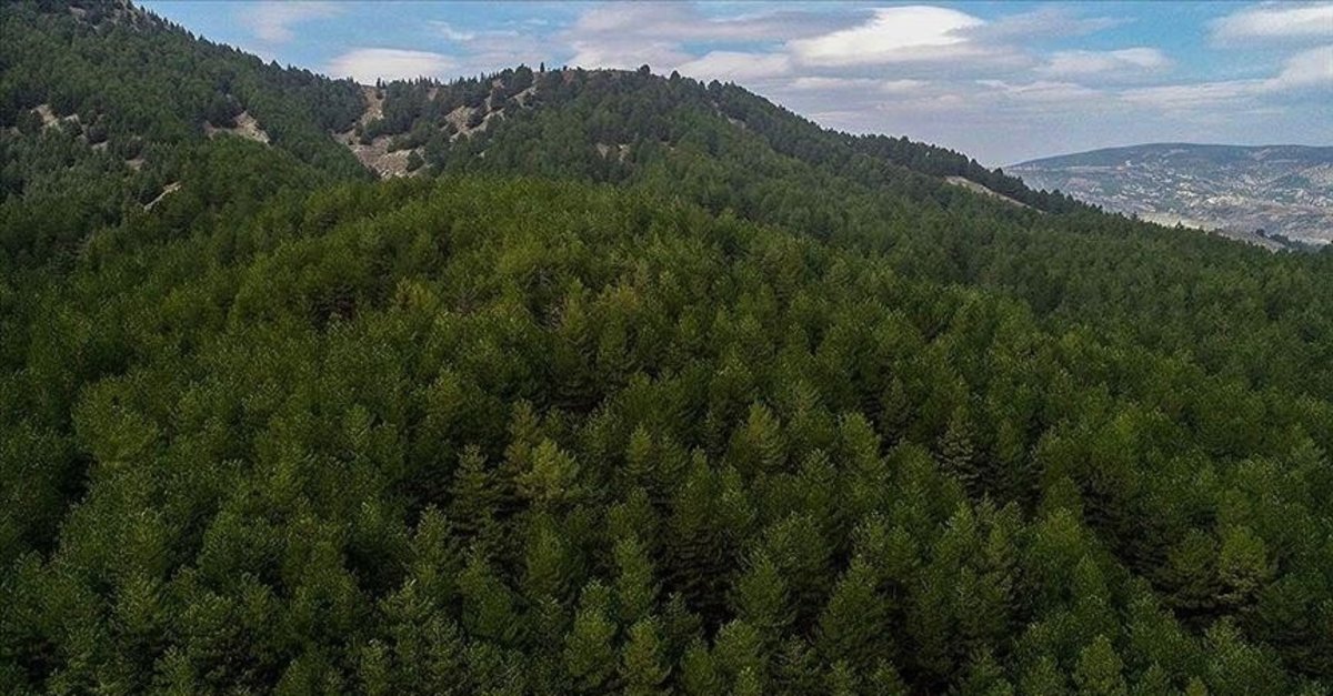 Çanakkale'de acı son: Ormanda ölü bulundu