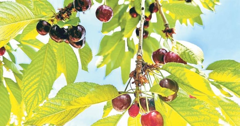 Bayındır’da festival coşkusu