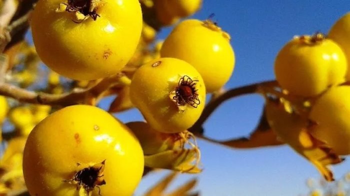 Alıç sirkesinin faydaları nelerdir? Alıç sirkesi neye iyi gelir?