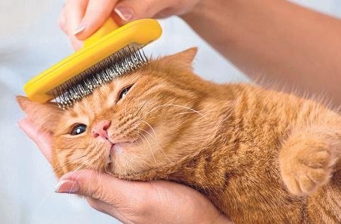 Evcil dostunuz baharı keyifli geçirsin