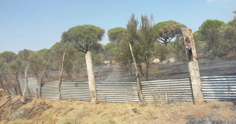 Ayvalık’ta ormanlık alanda örtü yangını