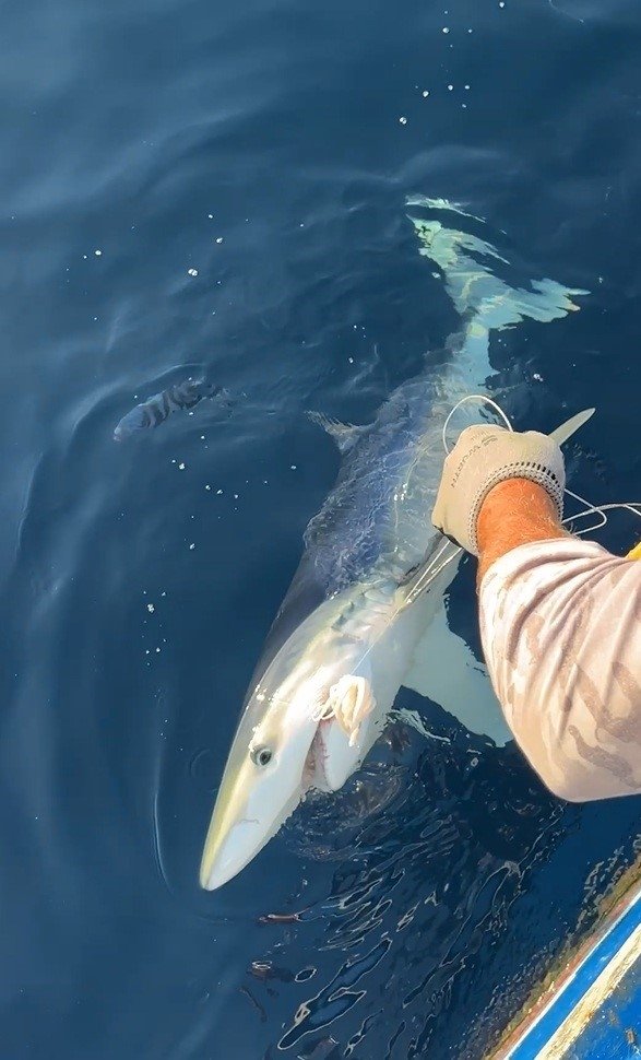 Yunanlılara kafa tutan balıkçının oltasına mavi köpek balığı takıldı