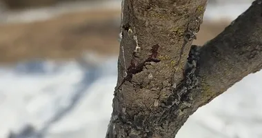Tek bir kilosu dudak uçuklatıyor