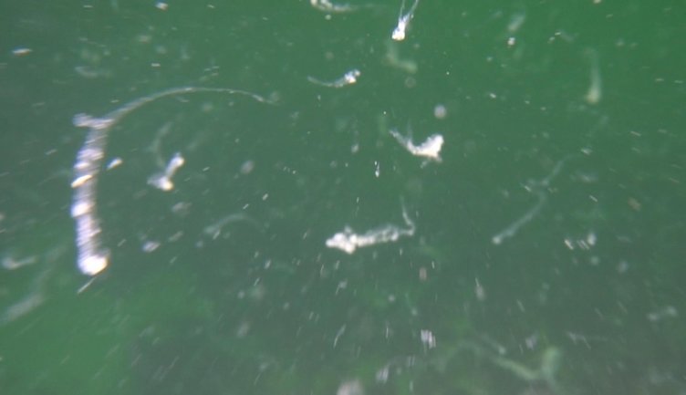 Müsilaj kabusu geri dönüyor mu? Uzmanı değerlendirdi