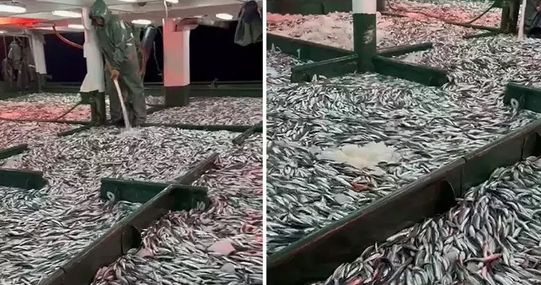 Çanakkale Boğazı’nda 17 ton sardalya yakalandı