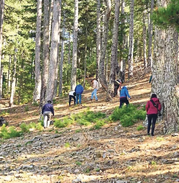 milyonluk-turuf-mantari-rezervi-1784318605841.jpeg