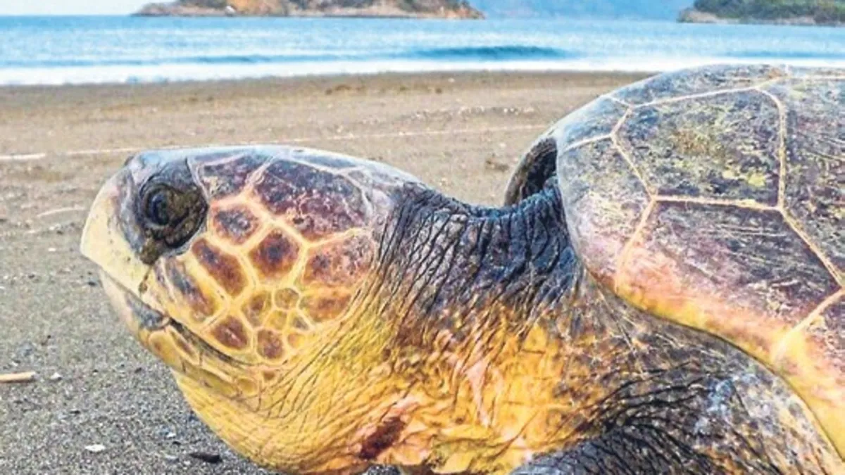 İztuzu’nda 400’üncü caretta yuvası